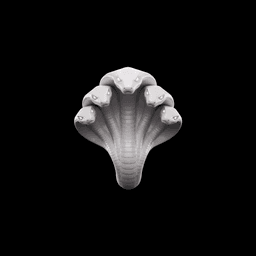 ZemoCosmovisões